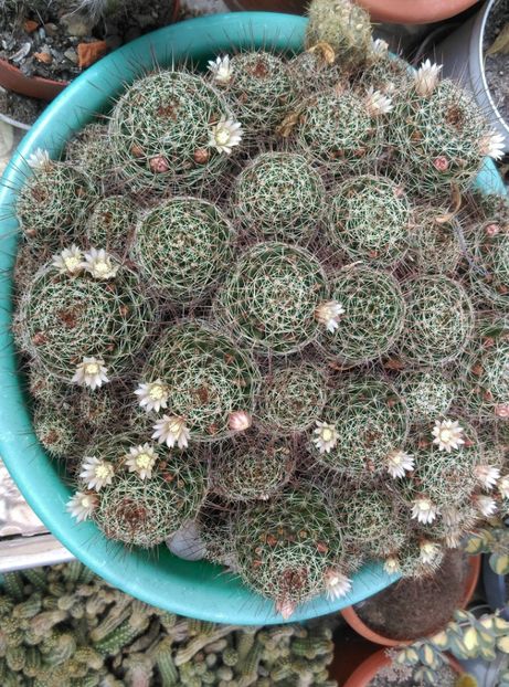  - Cactusi si suculente 2018