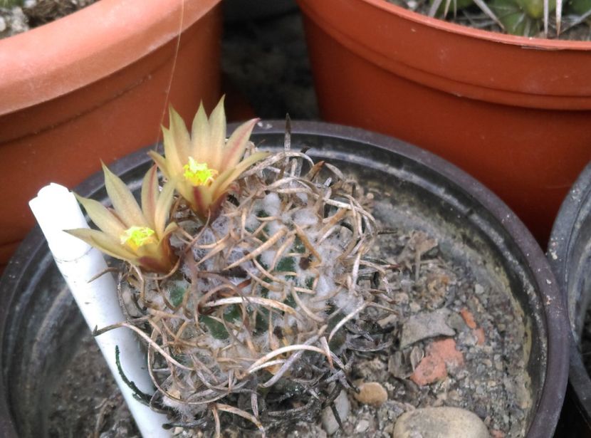  - Cactusi si suculente 2018
