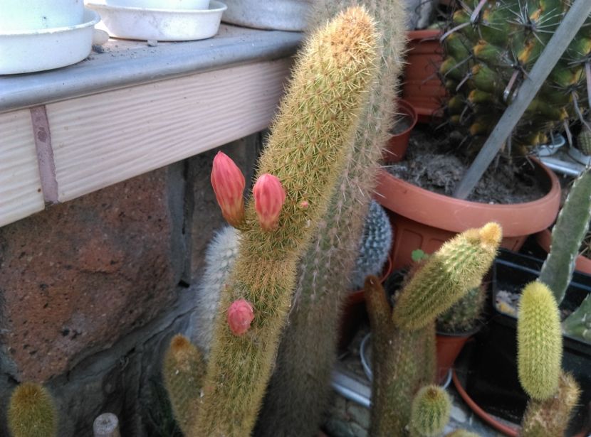  - Cactusi si suculente 2018