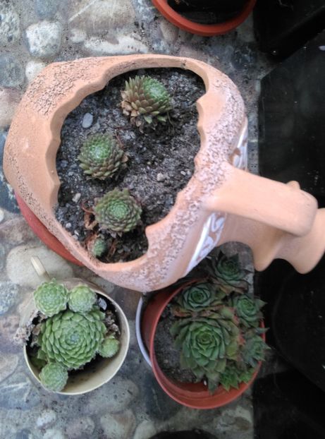  - Cactusi si suculente 2018