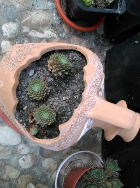  - Cactusi si suculente 2018