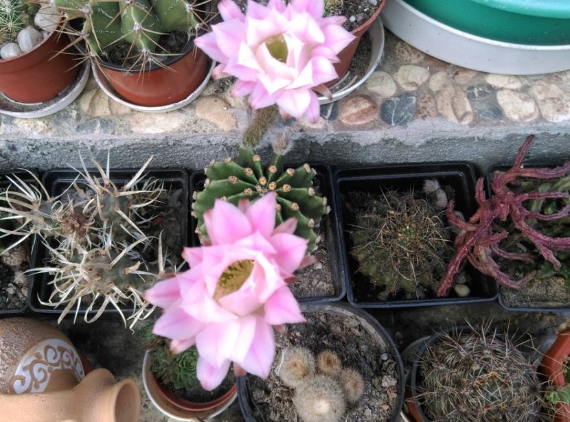  - Cactusi si suculente 2018