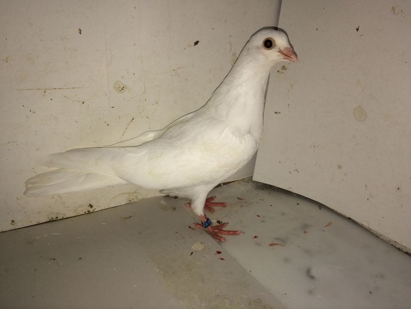 5182  femelă  2018 - Plecați ALBUM 2