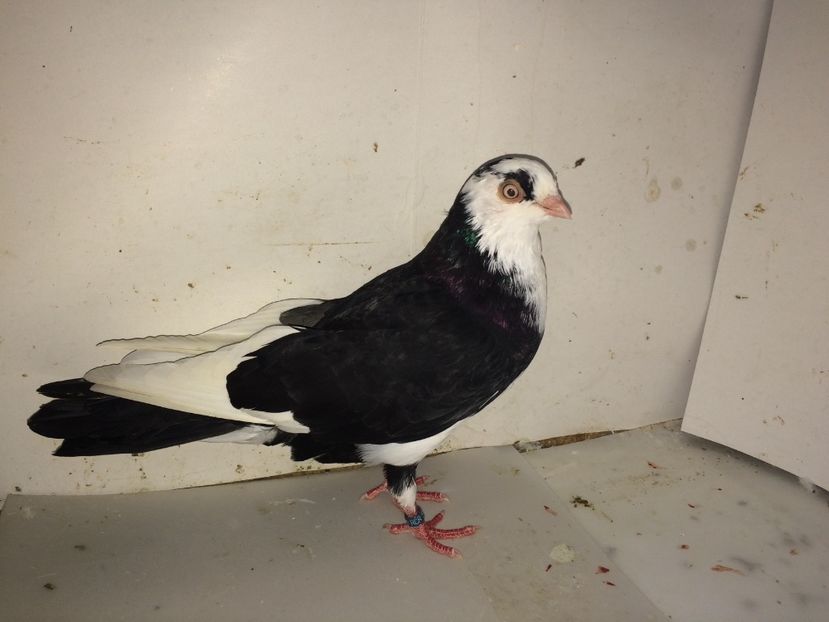 5168  femelă  2018 - Plecați ALBUM 2