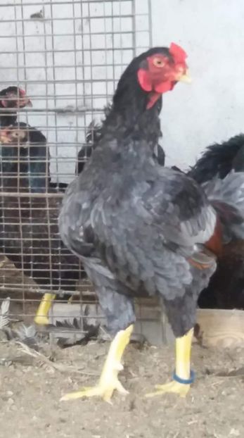  - Combatant indian Albastru talie mare