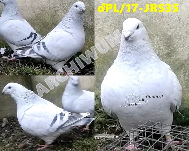 M.17 JRS35 - b- SAMCE -Males