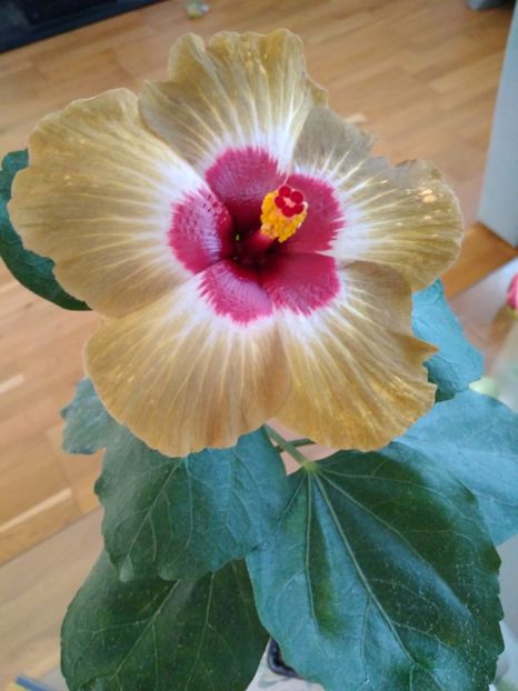 Shiva - HIBISCUS TROPICAL