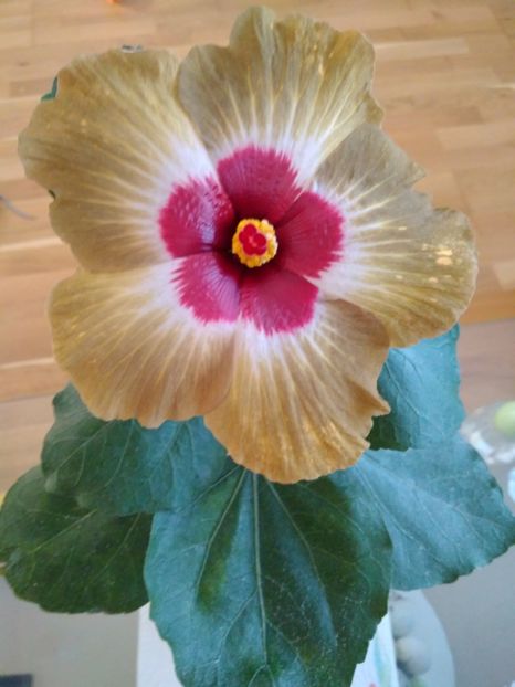  - HIBISCUS TROPICAL