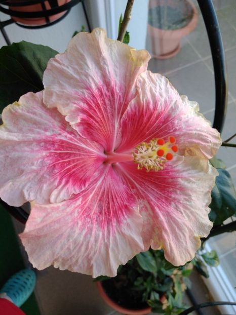 Tahitian Rainbow Fog - HIBISCUSI GOMER