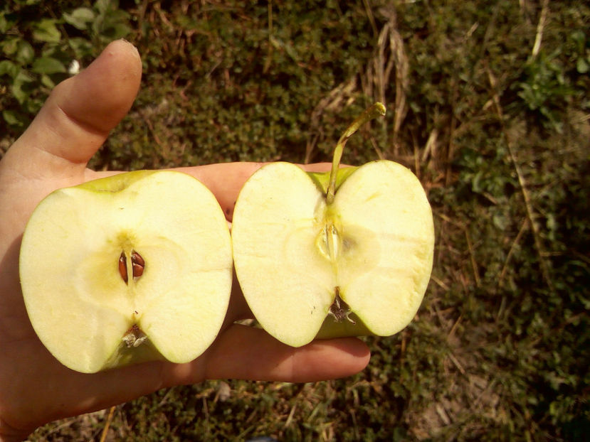 Mar Golden Orange 6 - Mar Golden Orange