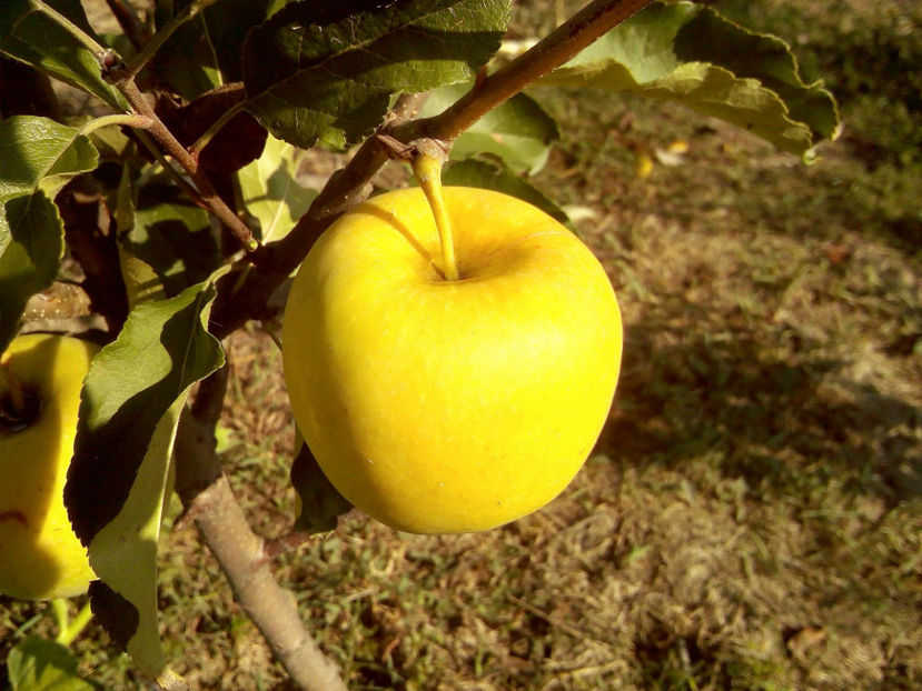 Mar Golden Orange 1 - Mar Golden Orange