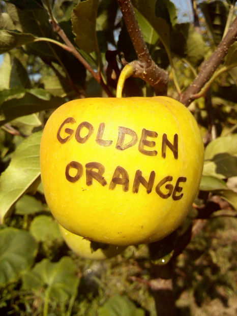 Mar Golden Orange - Mar Golden Orange