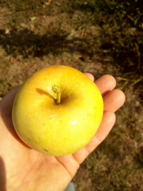 Mar Golden Orange 4 - Mar Golden Orange