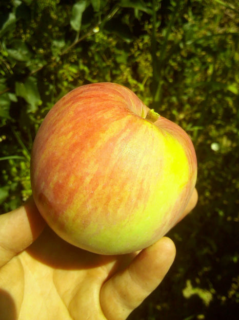 Mar Roze 2018 1 - Mar Roze