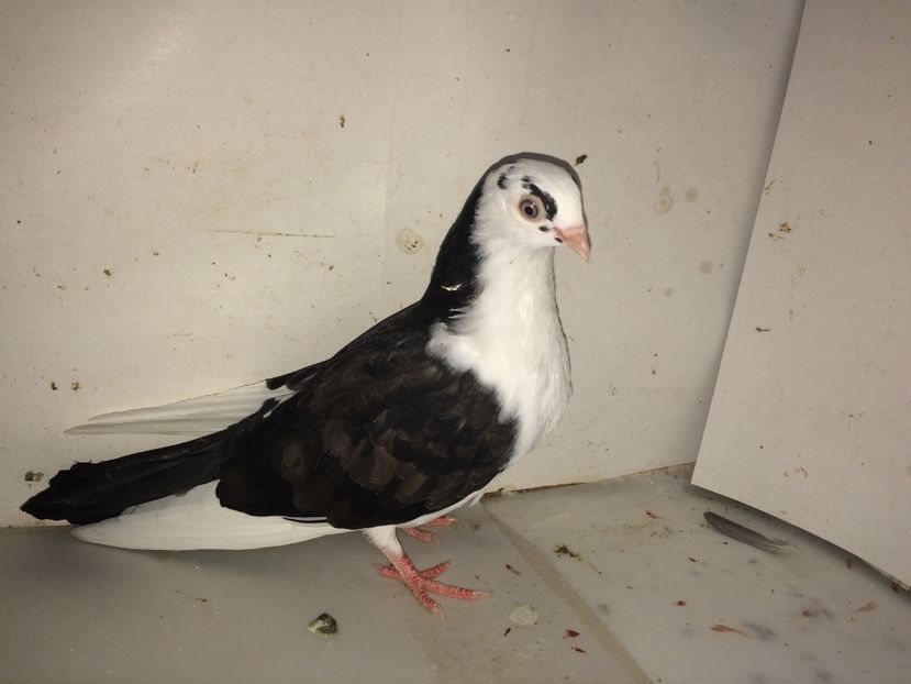 femelă  2018 - Plecați ALBUM 2