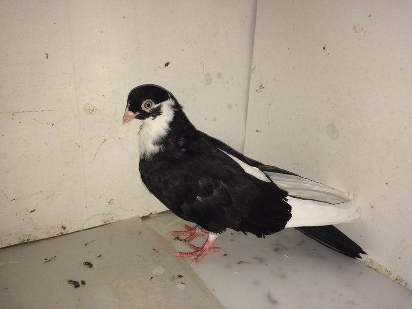 7149  mascul  2018 - Plecați ALBUM 2