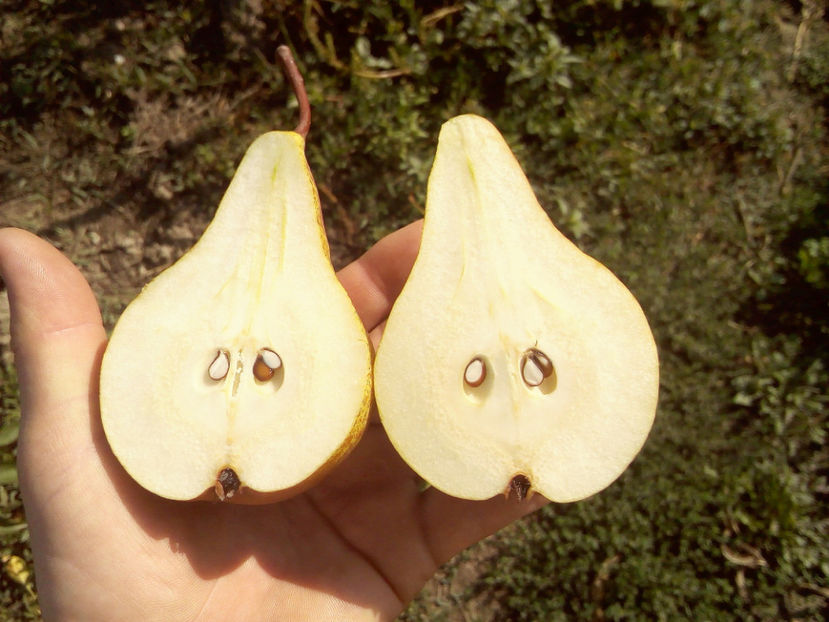 Para Untoasa Bosc 7 - Par Untoasa Bosc