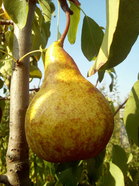 Para Untoasa Bosc 2 - Par Untoasa Bosc