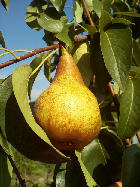 Para Untoasa Bosc 3 - Par Untoasa Bosc