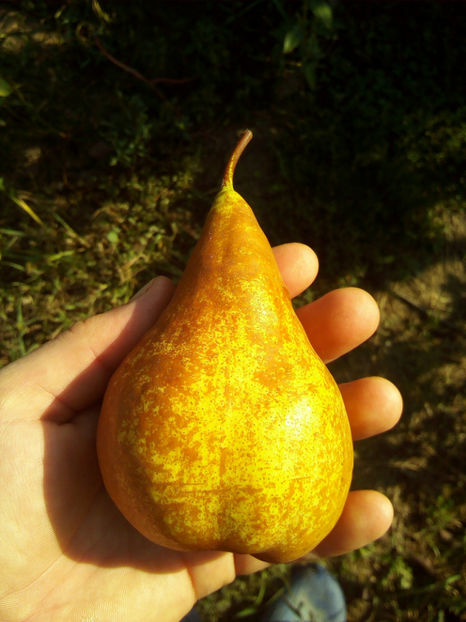 Para Untoasa Bosc 4 - Par Untoasa Bosc