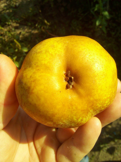 Para Untoasa Bosc 5 - Par Untoasa Bosc