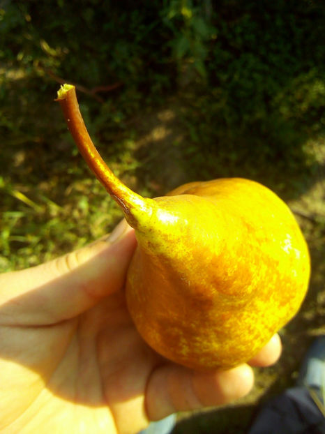 Para Untoasa Bosc 6 - Par Untoasa Bosc