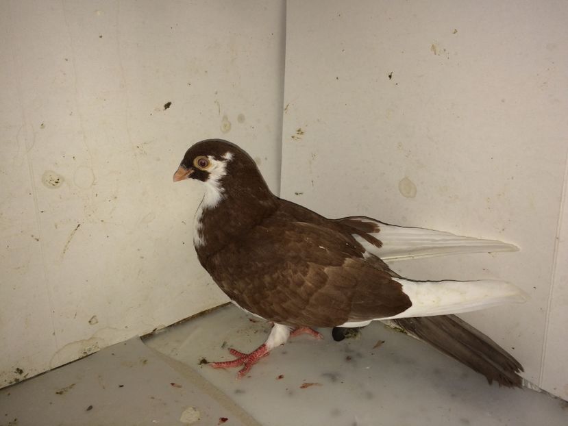 5185  mascul  2018 - Plecați ALBUM 2