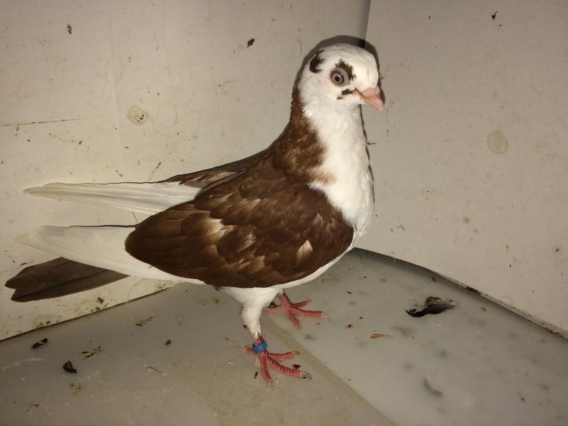 7148  femelă  2018 - Plecați ALBUM 2