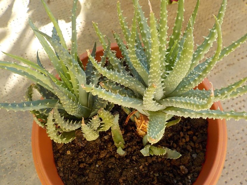  - aloe humilis