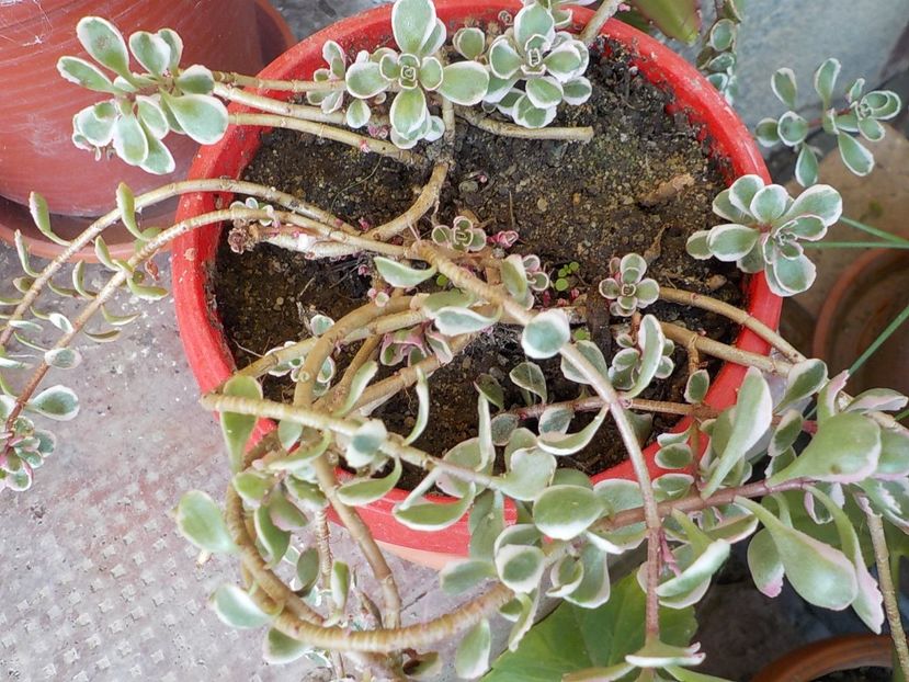  - Genul Sedum