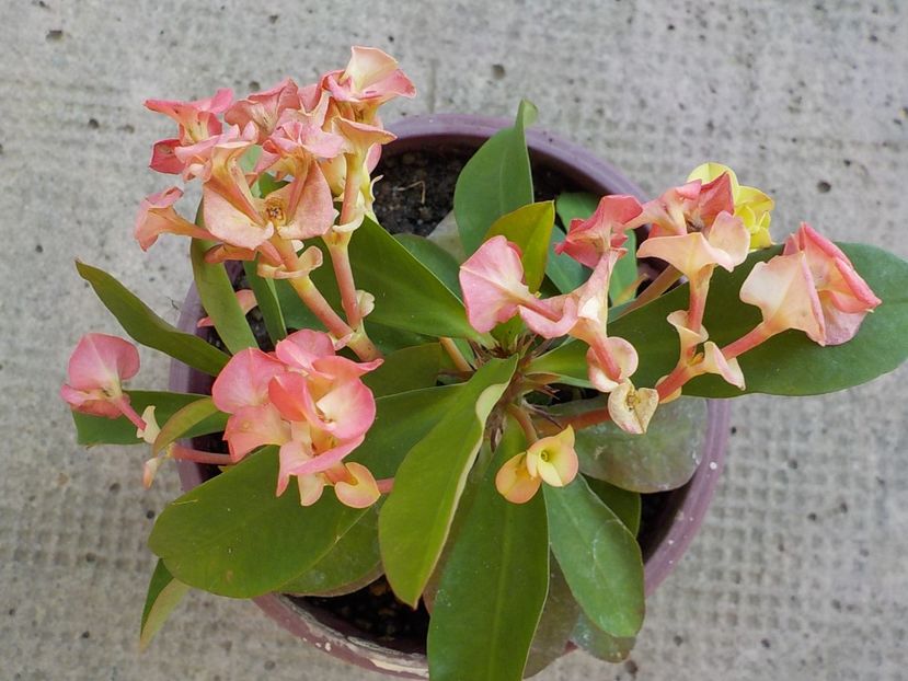  - euphorbia milli