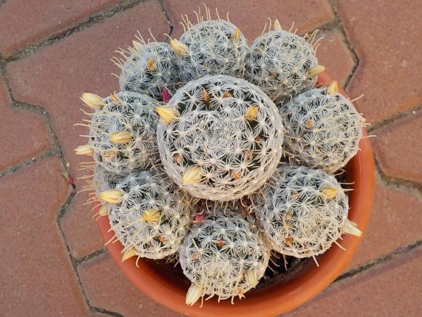  - mammillaria duwei