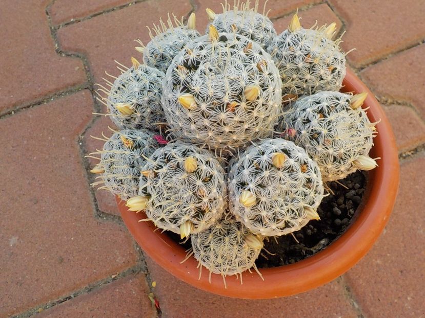  - mammillaria plumosa