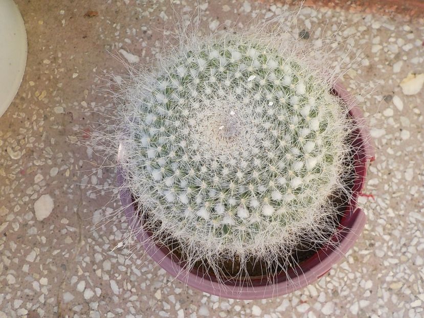  - mammillaria candida