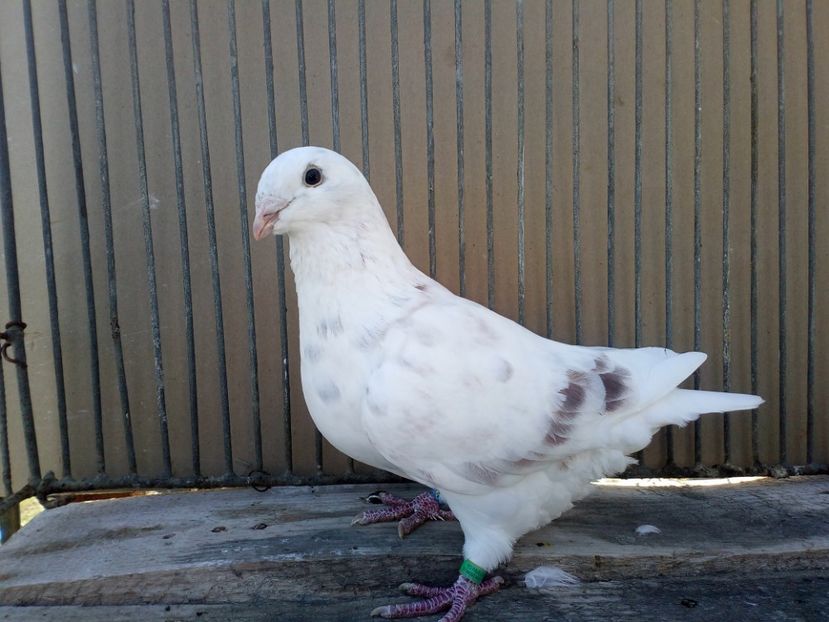  - 3MASCULI VRDF 2018