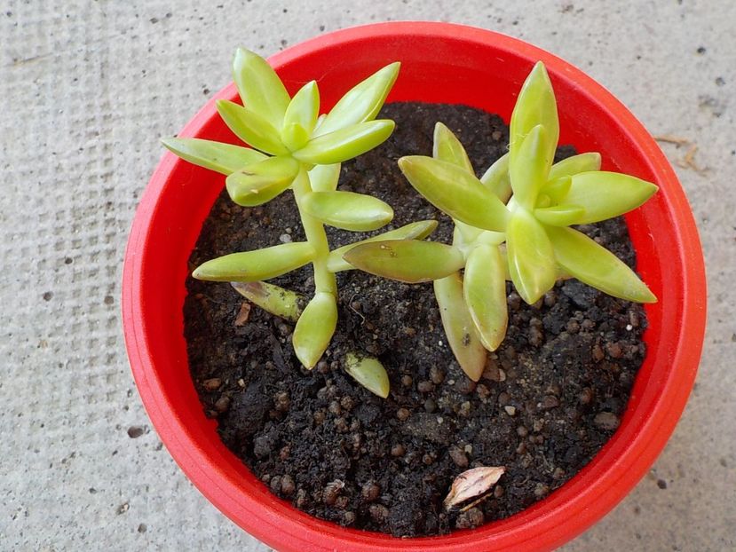  - Genul Sedum