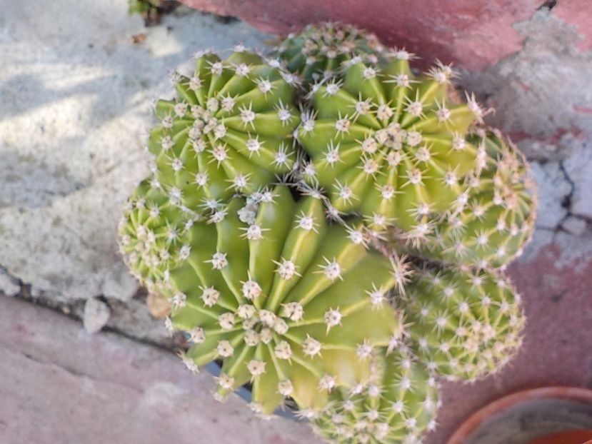  - echinopsis oxygona