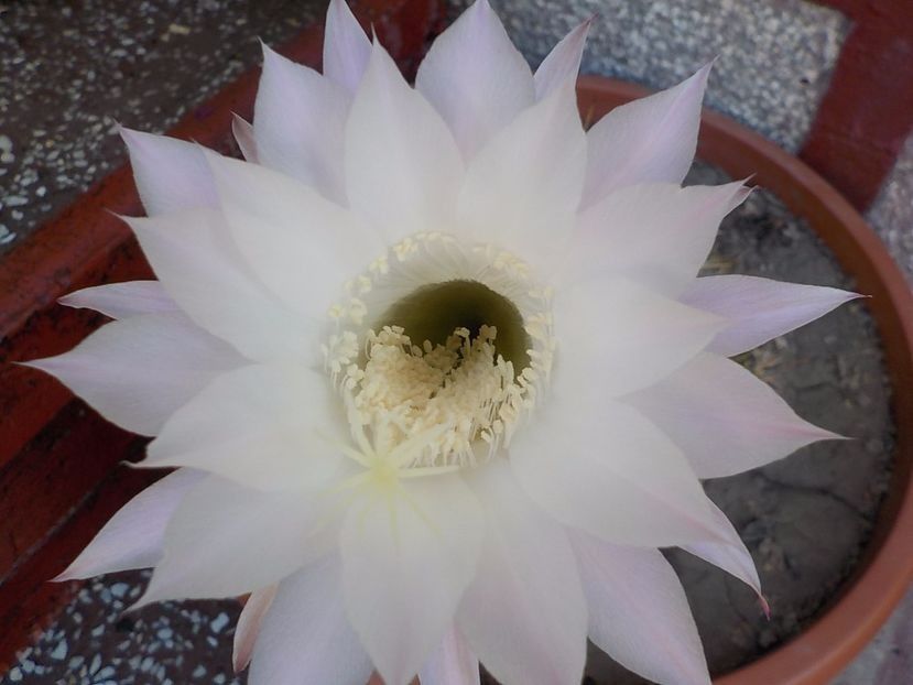  - echinopsis oxygona