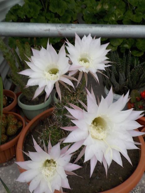  - echinopsis oxygona