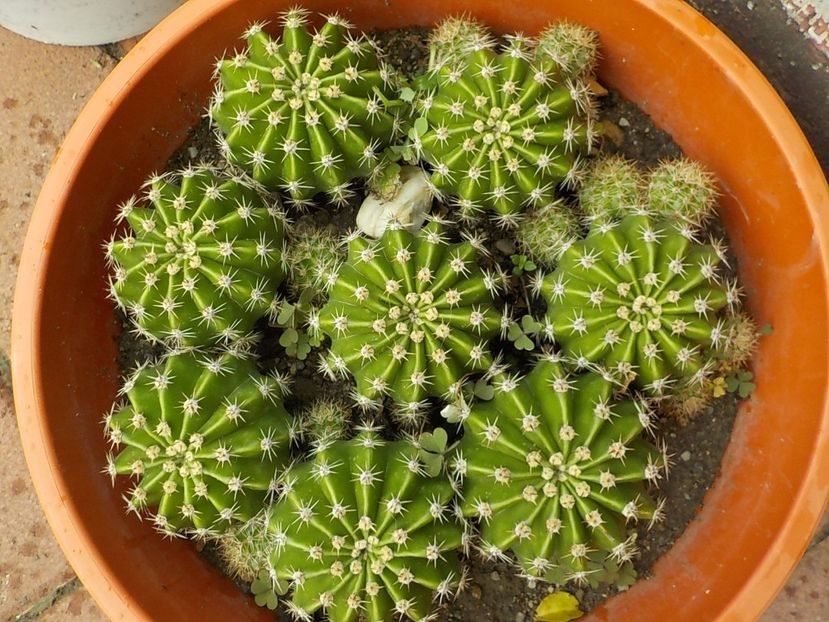  - echinopsis oxygona