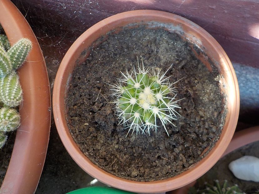  - CACTUSI si SUCULENTE