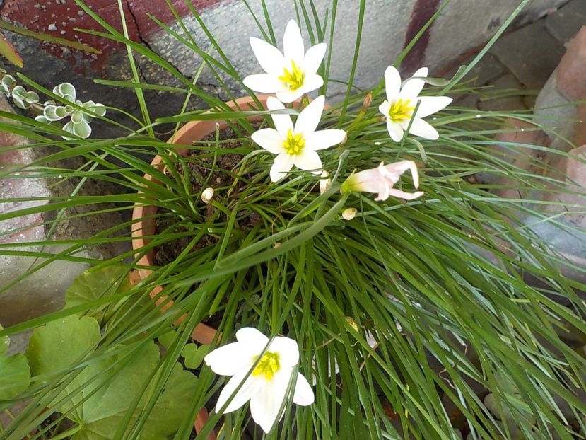  - zephiranthes