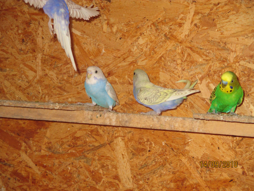  - 1 PERUSI 2018-2019