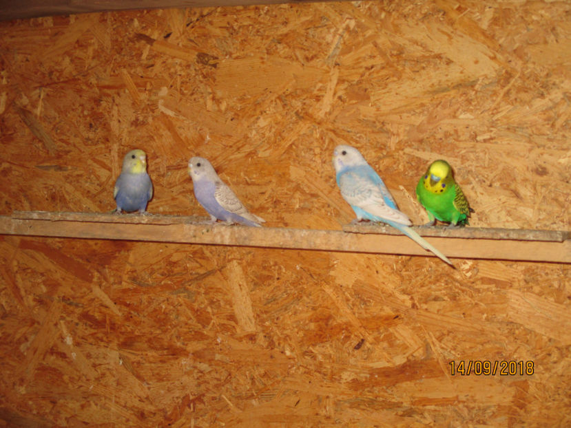  - 1 PERUSI 2018-2019