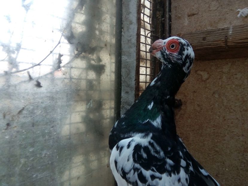  - Indian german 2018