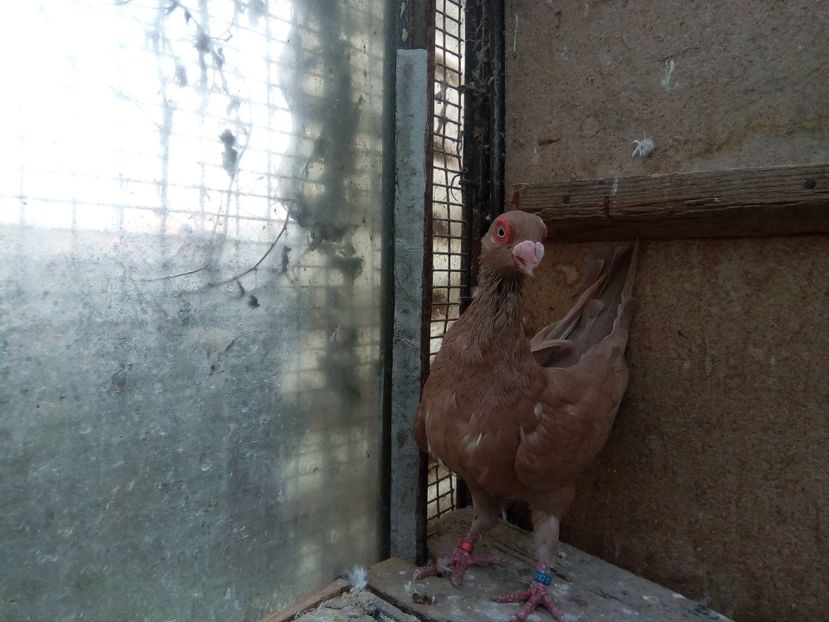  - Indian german 2018