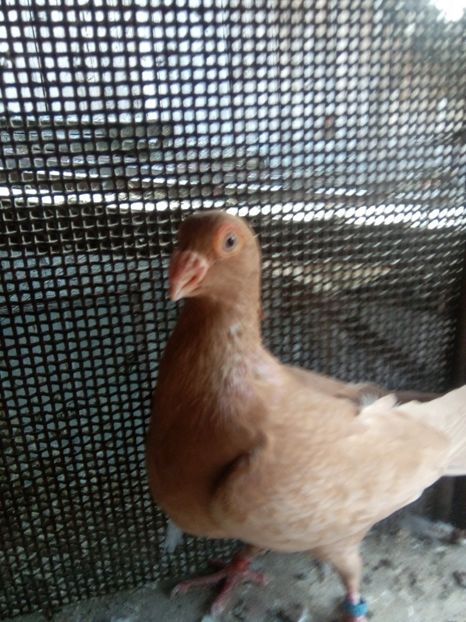  - Indian german 2018