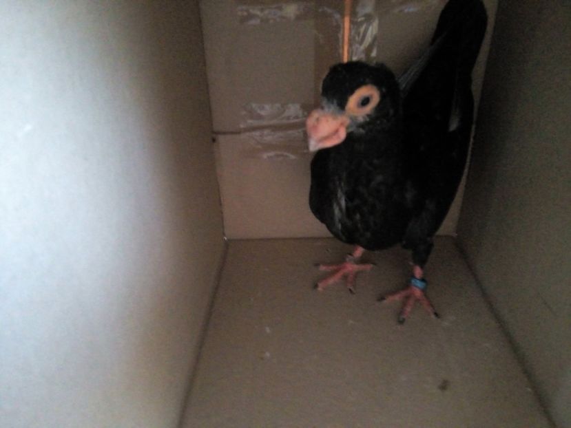  - Indian german 2018