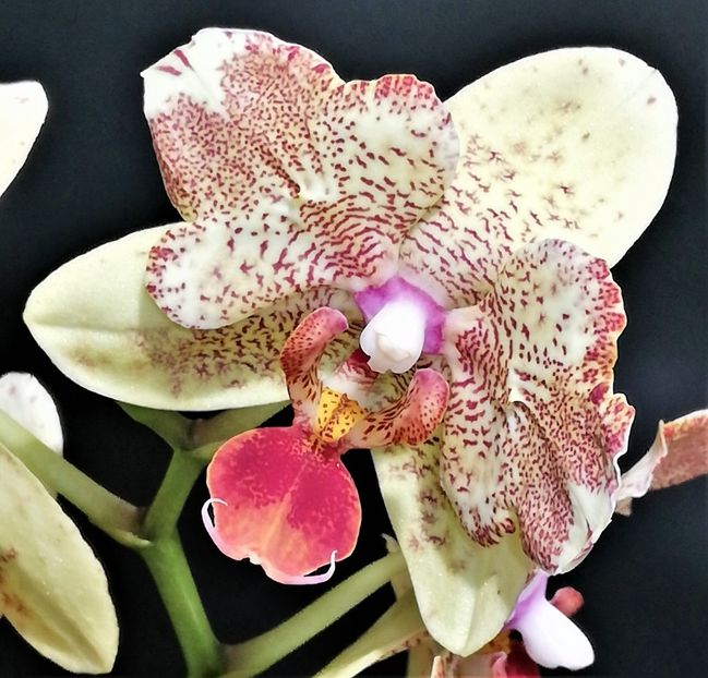  - Phalaenopsis 1