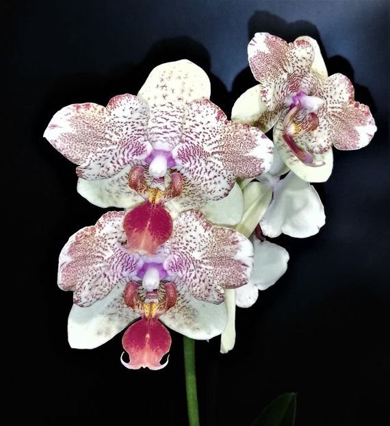  - Phalaenopsis 1